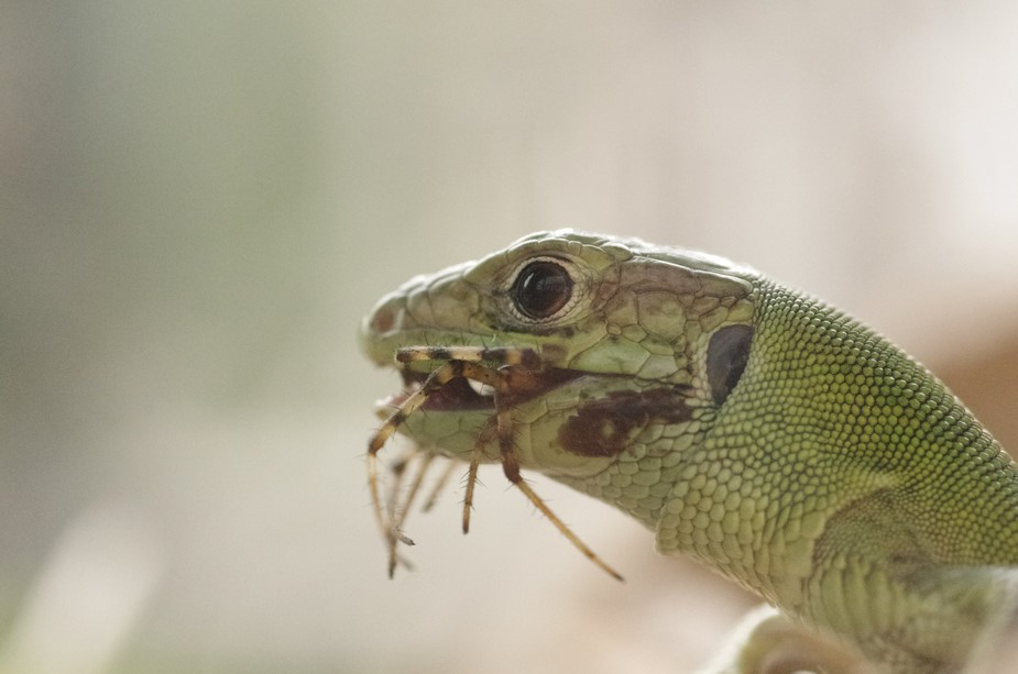 Araneus diadematus - Pellegrino parmense (PR)